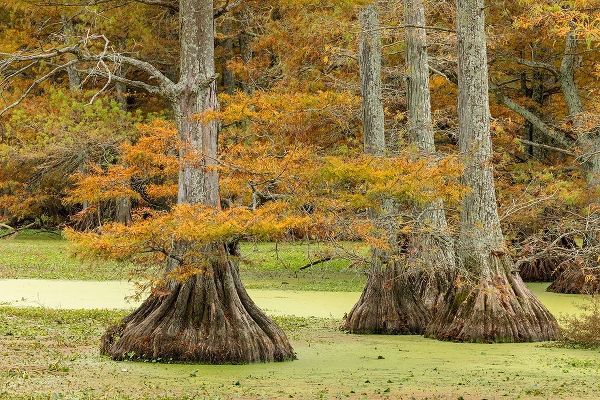 Autumn view of Bald Cypress trees-Reelfoot Lake State Park-Tennessee